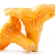  Chanterelle mushroom