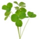  Oxigén (Oxalis)