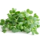  Watercress