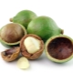  Macadamia (walnut Australia)