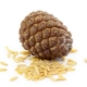  Pine nut (Italian pine)