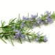  Rosemary