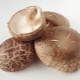  Shiitake