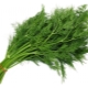  Dill