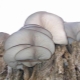  Growing oyster mushrooms