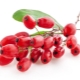  Barberry berries