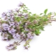  Thyme (thyme, rumput Bogorodskaya)