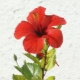  hibiszkusz