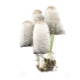  Coprinus