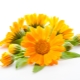  Calendula (marigold)