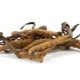  Cordyceps