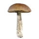  Boletus (obabok)