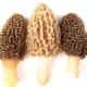  Morels