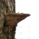  polypore