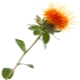  Safflower