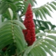  Sumac deerhorn - spectacular vinegar tree