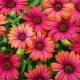 Osteospermum - afrikai 