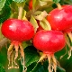  How does rosehip affect pressure: increases or decreases?