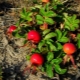  Rose Hip: useful properties and contraindications