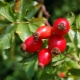  All about rosehips: beneficial properties and contraindications