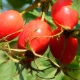  How to distinguish a dog rose from the usual and what is its use?