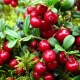 Lingonberry: useful properties of berries