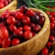  Cranberries during pregnancy: the benefits and harm, therapeutic properties