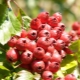  Hawthorn nők számára: mikor jelenik meg, és hogyan kell elvenni?