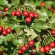  Hawthorn: hogyan lehet ezt a gyönyörű növényt a kertben termeszteni?