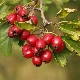  Hawthorn rendes (tüskés)