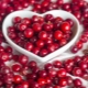 Lingonberry: useful properties and contraindications for women