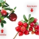 What is the difference between cranberries and cranberries, and what is more useful?