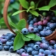  Blueberry Patriot: a bogyók jellemzői és a növekvő tippek