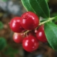  Moistened lingonberry: useful properties and recipes