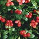 What are the benefits and harm of cowberry leaves?