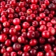  The effect of cranberry on blood pressure