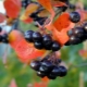  Aronia: cultivation and use