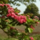  Hawthorn mint díszítő cserje