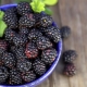  Black Raspberry: the benefits and cultivation