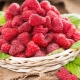  The effect of raspberry on human pressure