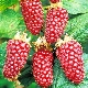  Loganberry Etalina: variety description and care tips