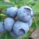  Blueberry Bluegold: a bogyók jellemzői és ajánlások a termesztésre