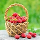  What is the yield of raspberries with 1 ha and how to increase it?