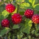  Knyazhenika ordinary or Arctic raspberry: description and characteristics of the berry