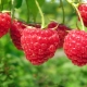  The best raspberry varieties: description and features