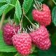 Raspberry Joan J: features and rules of care