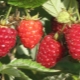  Raspberry Kirzhach: what is this variety and what are its advantages?