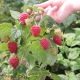  Raspberry Sugana: rules for planting and care