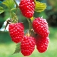  Raspberry Tarusa: characteristics of the variety, seedlings and planting