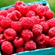  Raspberry Vera: variety description, planting and care